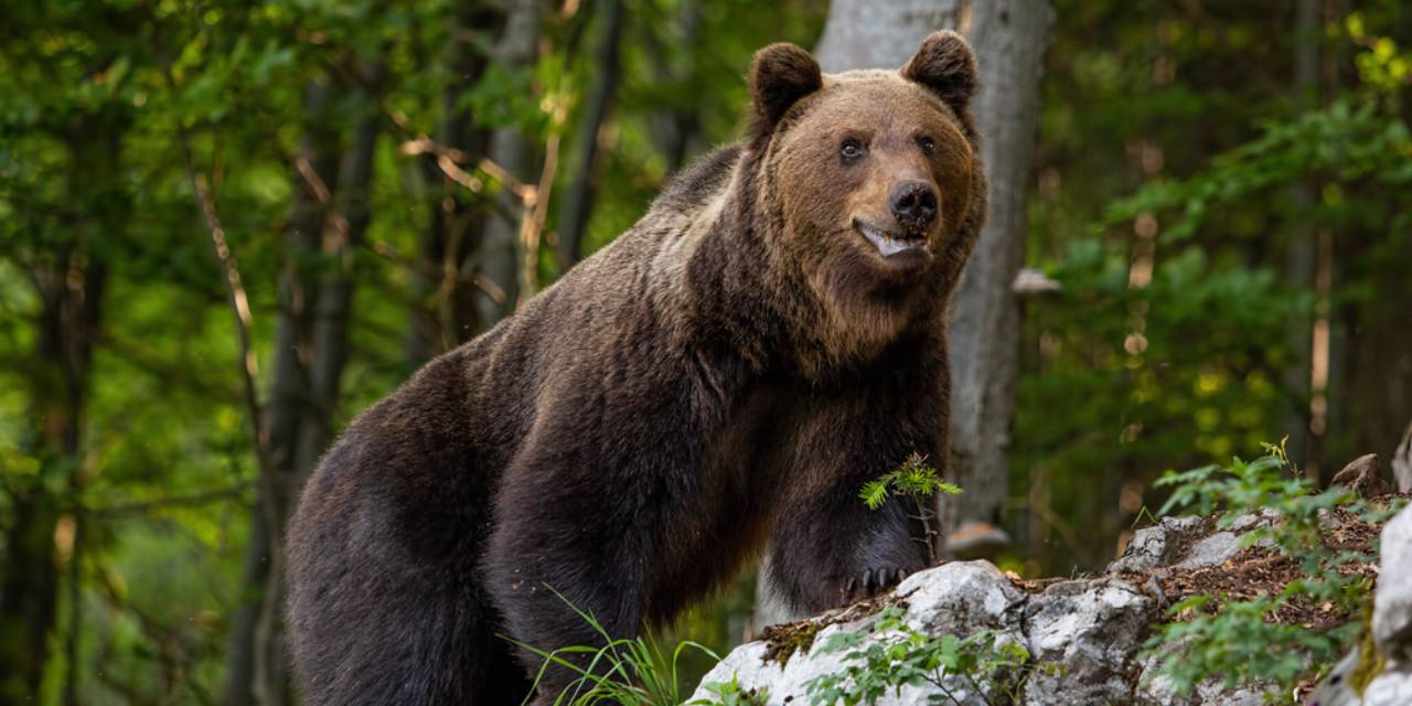 Aşırı sıcağa ayı da dayanamadı: Serinlemek için bakın ne yaptı?