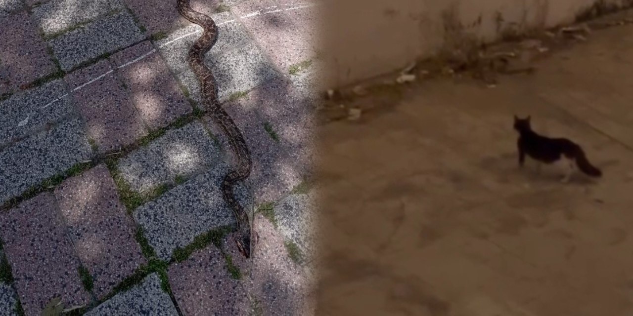 İstanbul'da yedi ilçede yılan paniği! Gören öldürdü uzmanı 'yapmayın' dedi