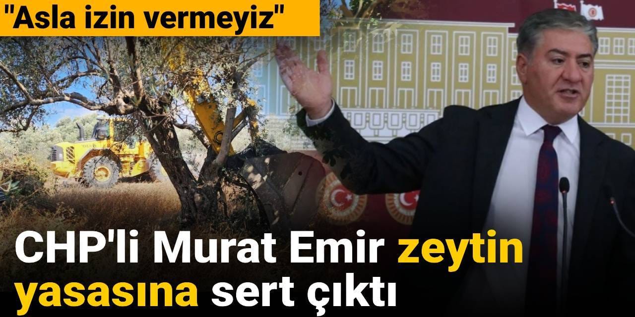 CHP'li Murat Emir zeytin yasasına sert çıktı: Asla izin vermeyiz