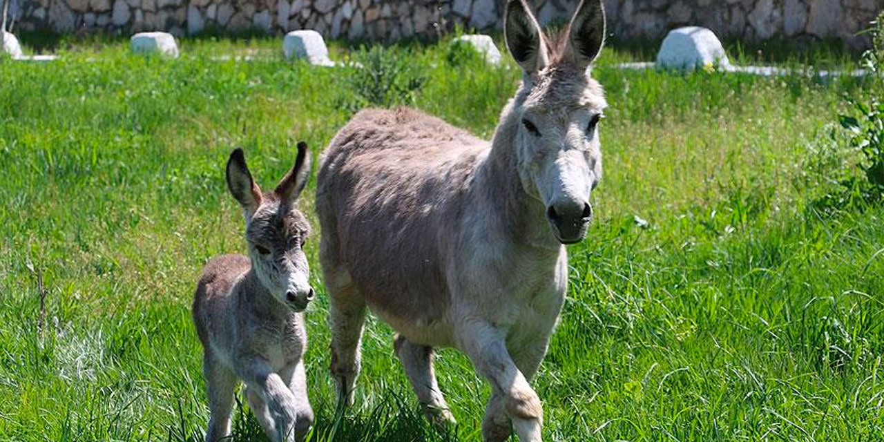 Eşekleri savunacak avukat yok mu? Orta Çağ'a geri mi döndük