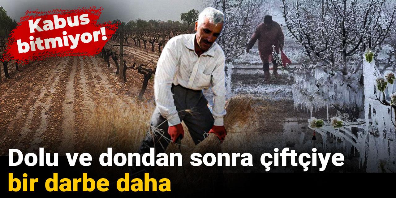 Kabus bitmiyor! Dolu ve dondan sonra çiftçiye bir darbe daha