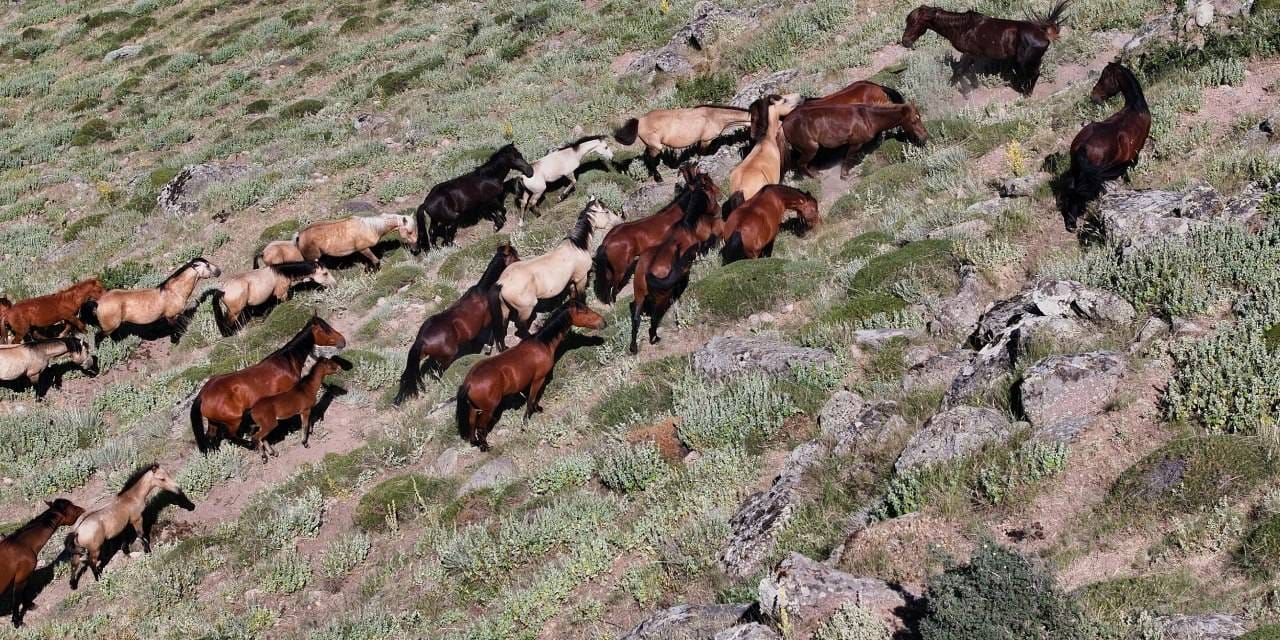 Konya ve Karaman arasında gizli cennet! Yılkı atların asaleti büyüledi