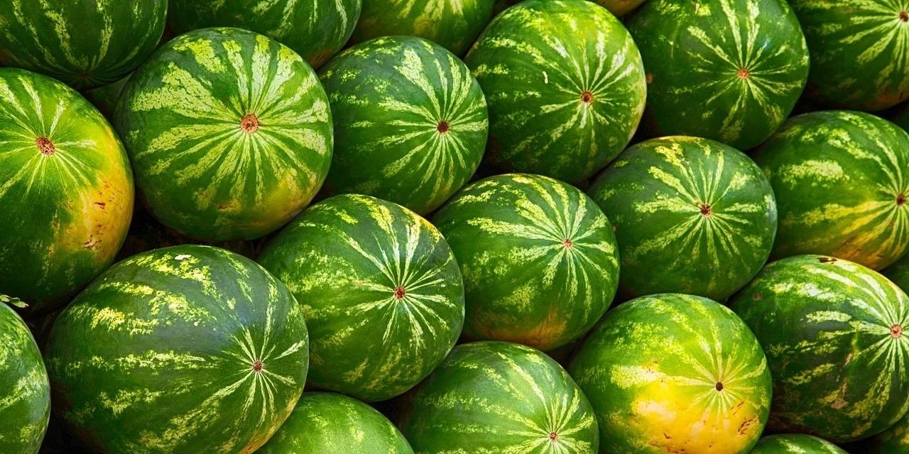 Iğdır’da Adana’dan sonra karpuz hasadı başladı