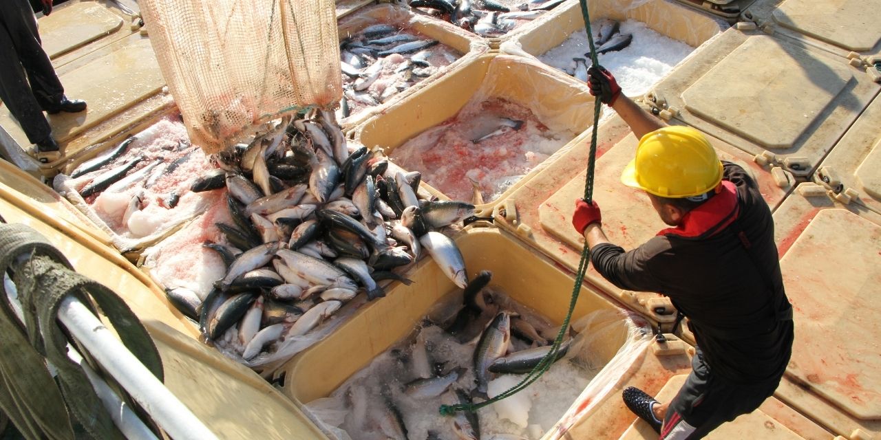 Karadeniz’in göz bebeği: Türk somonuyla 160 milyon dolarlık ihracat