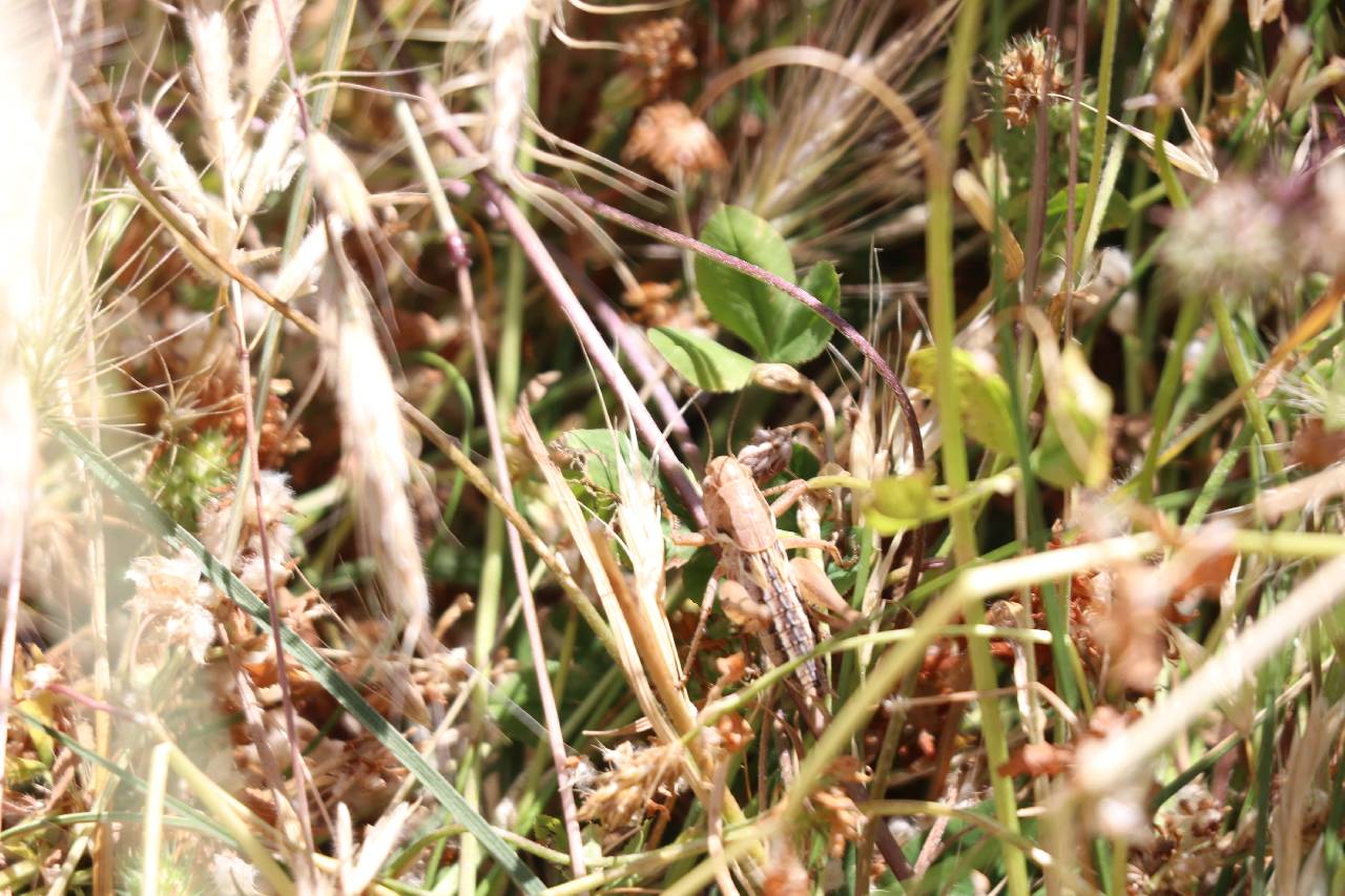 Çiftçinin kabusu çekirgeler için harekete geçildi