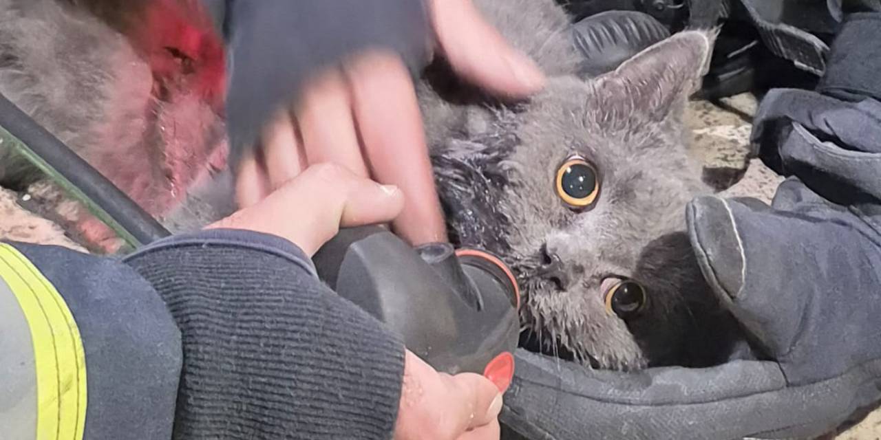 Oksijen maskesini ona taktılar! İtfaiyeden kediye "hayat öpücüğü"