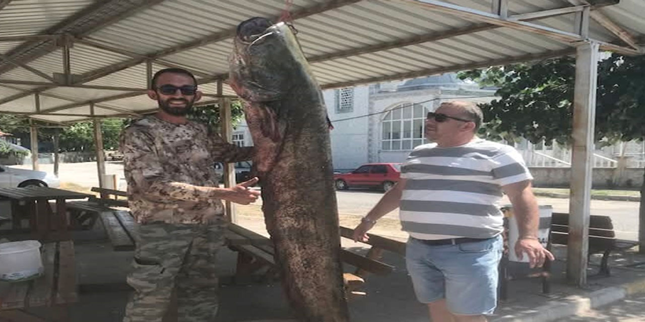 Meriç Nehri'nde yakalandı: Yaklaşık 2 metre boyunda ve 80 kilo ağırlığında
