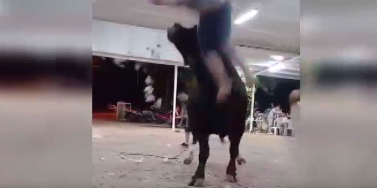 Para atarken boynuzlandı: Kendini yerde buldu