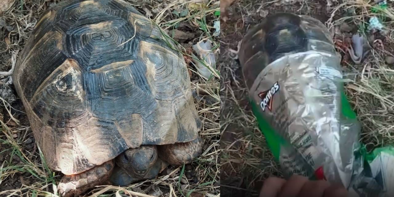 Cips poşetine kaplumbağa sıkıştı: Kurtarılma anı kamerada