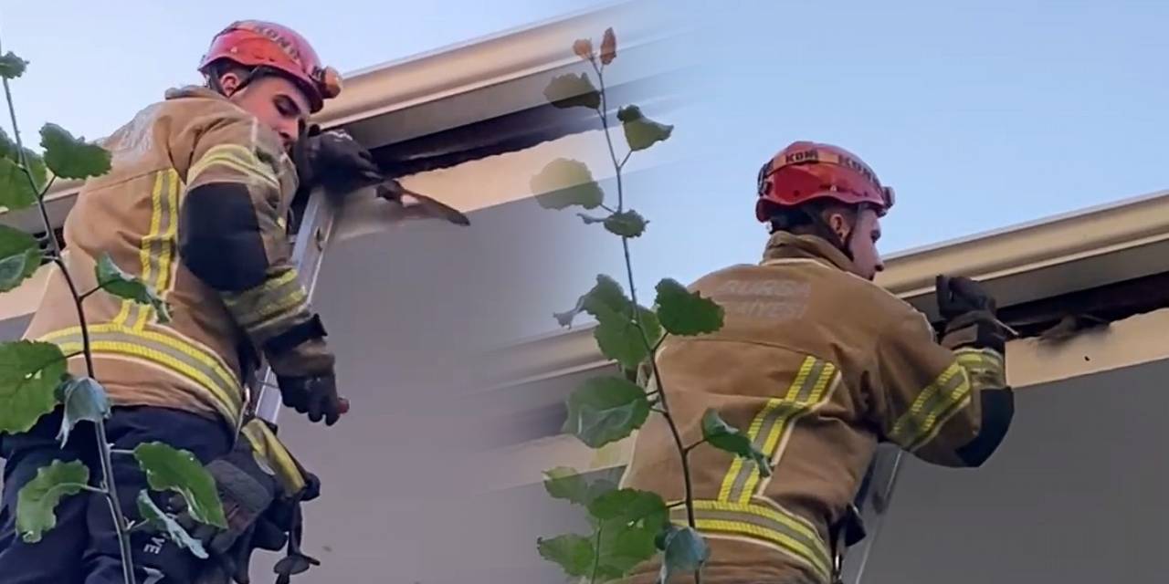 Ebabil kuşu sıkıştı! İtfaiye kurtarmak için seferber oldu