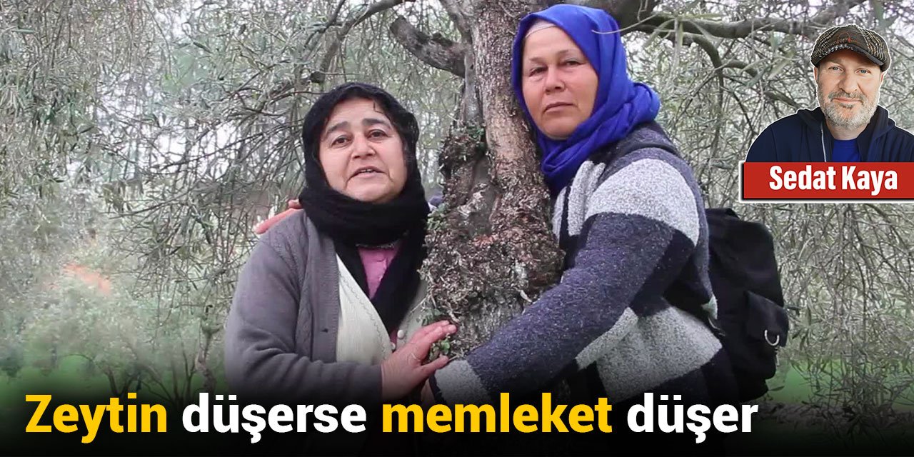 Zeytin düşerse memleket düşer