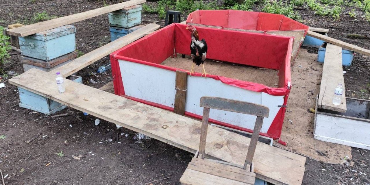 Hayvanları korumak için yemin içti horoz dövüştürürken yakalandı