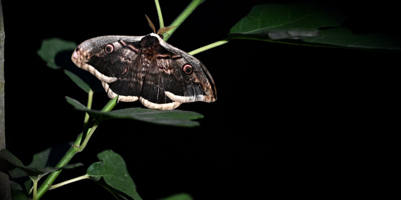 Avrupa'nın en büyüğü Düzce'ye geldi