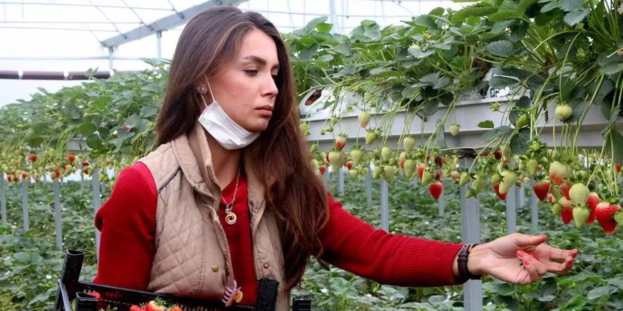 1 yılda 700 bin ton ürettiler: Toprağa ekmeyince 12 ay sattılar