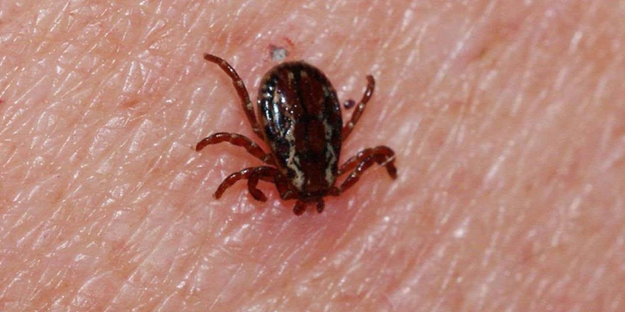 "Kene müthiş bir hayvan" dedi ve uyardı: Türkiye'de bu konuda uzman çok az