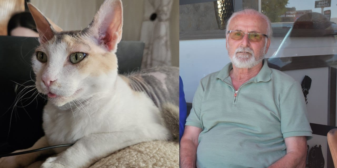Kaybolan kedisi için Sivas'a yerleşti! Kalbi rahatsızlandı, her yerde onu arıyor