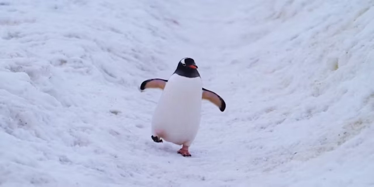 Halk TV'den RTÜK'e özel yayın: Penguenler