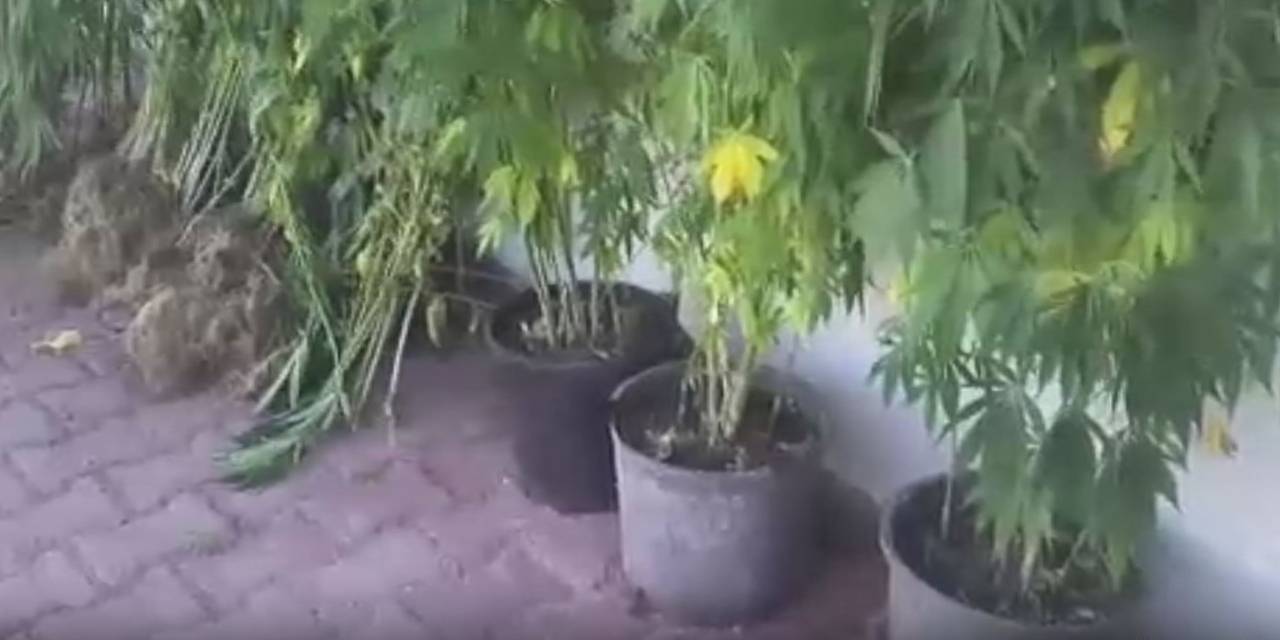 Evinde sera kurmuş: Saksıda kenevir yetiştiren şahıs yakalandı