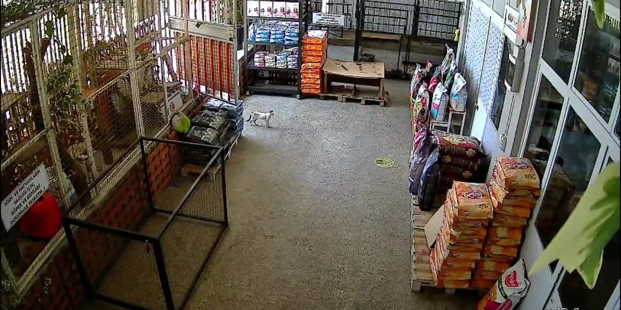Veteriner bile şaşırdı! Hasta kedi, "Beni kurtarın" diyerek kliniğe sığındı