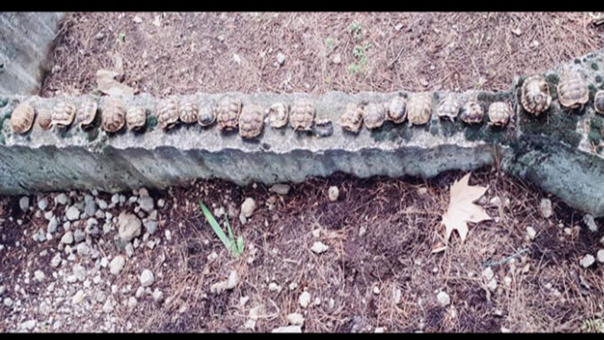 Mezarlıkta yan yana dizilmiş 23 ölü kaplumbağanın sırrı çözüldü