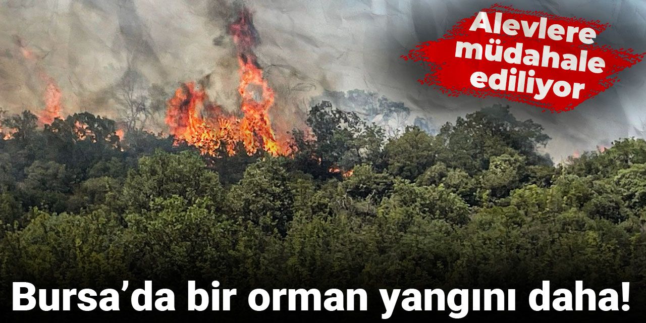 Bursa’da bir orman yangını daha! Alevlere müdahale ediliyor