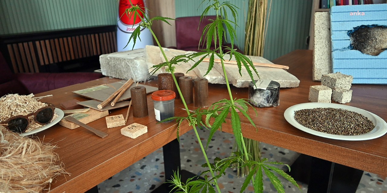 Yozgat Türkiye'nin kenevir üssü olacak! Tohumundan dalına her şeyini kullanacaklar