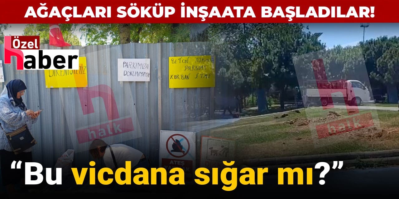 Ağaçları söküp inşaata başladılar: Bu vicdana sığar mı?