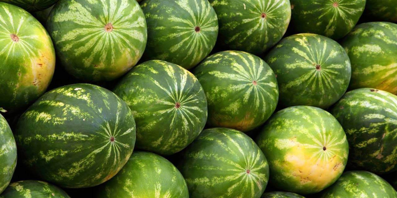 26 ton karpuzu 45 dakika içinde bitirdiler!