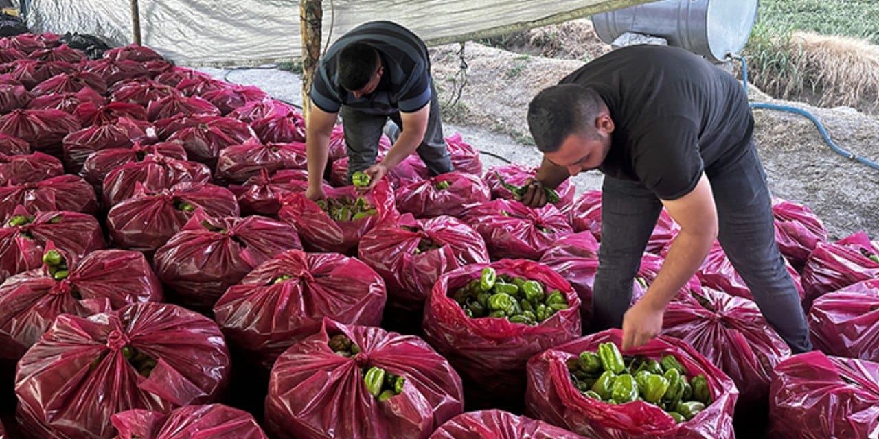 Babasından kalan tarlayı teknolojiyle donattı, ürün yağıyor