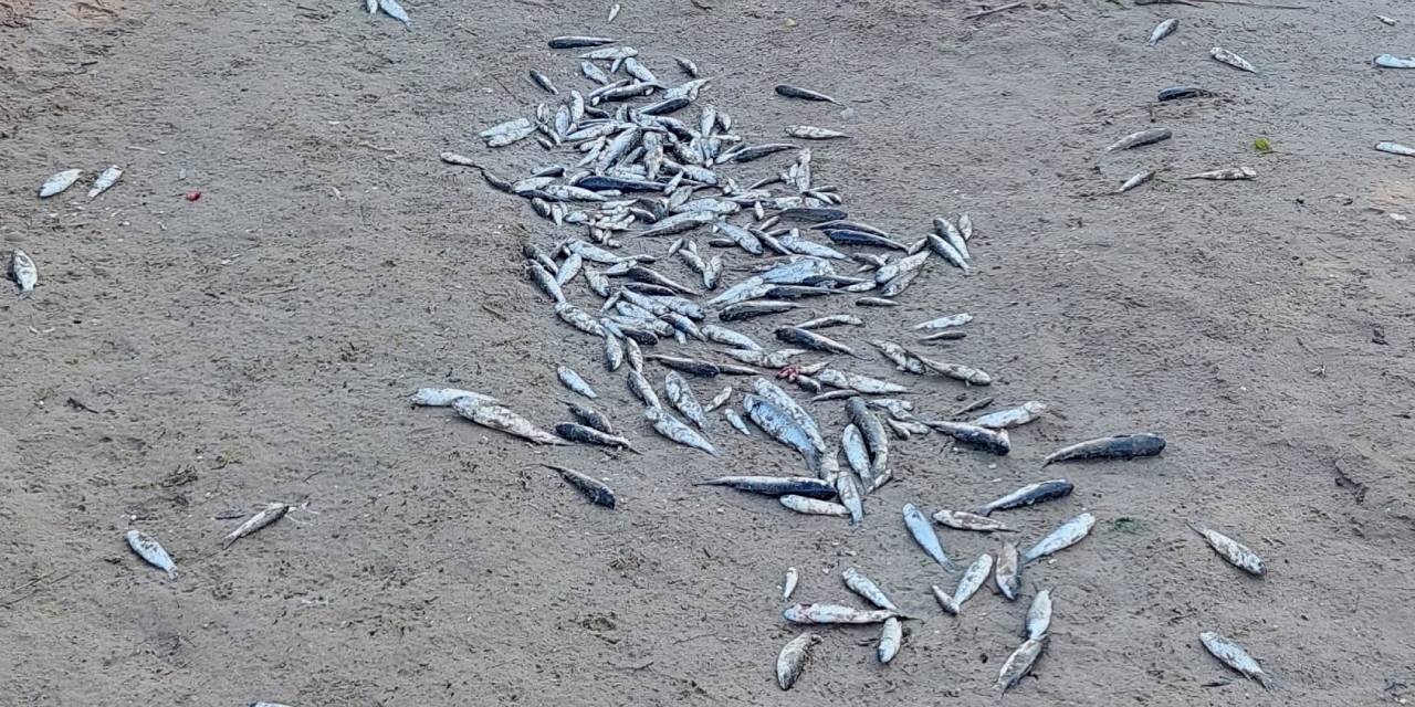 5 yıldızlı iki otelin arasından ölü balıklar çıktı: İnceleme başlatıldı