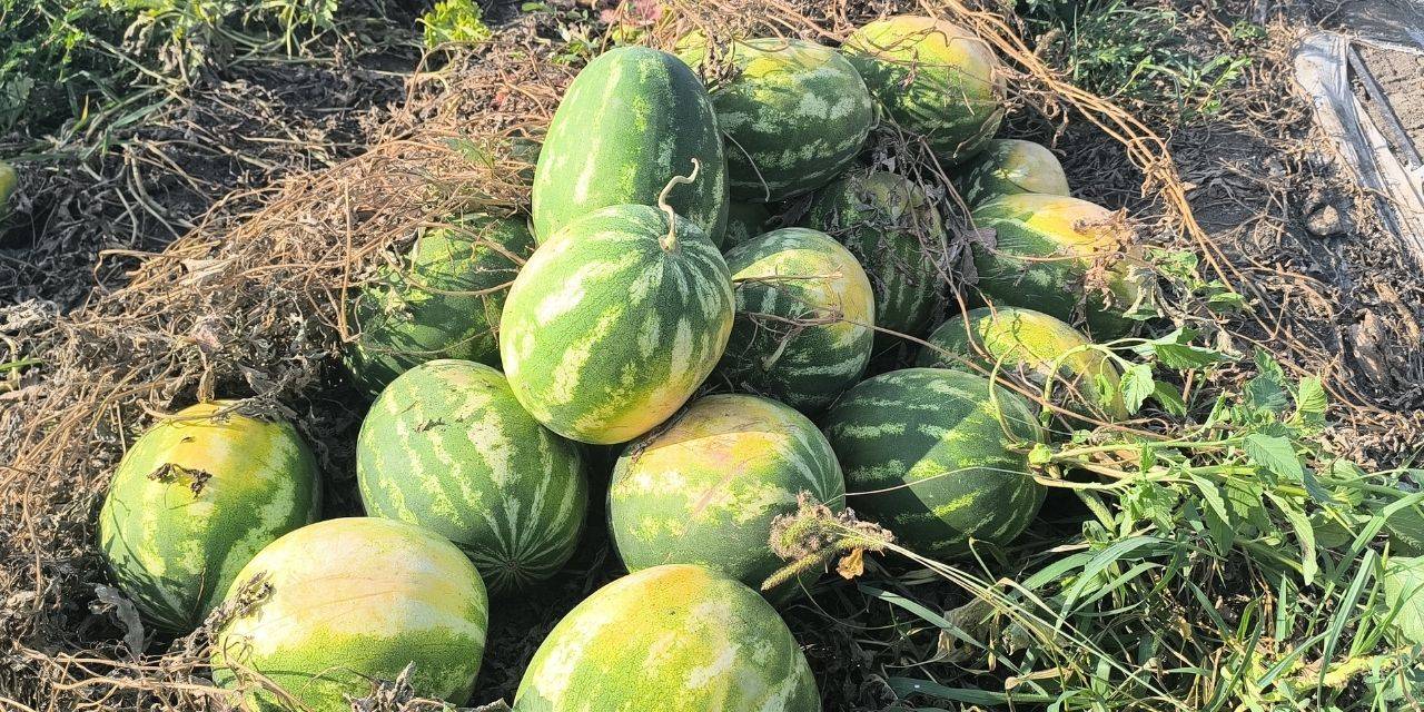 Karpuzu 2 liraya satamayan çiftçi isyan etti: Tövbeler olsun, bir daha ekmem