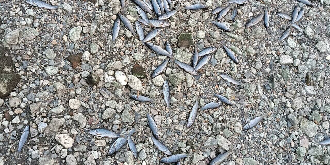 Ölü balıklar panik yarattı: Sebebi ortaya çıktı