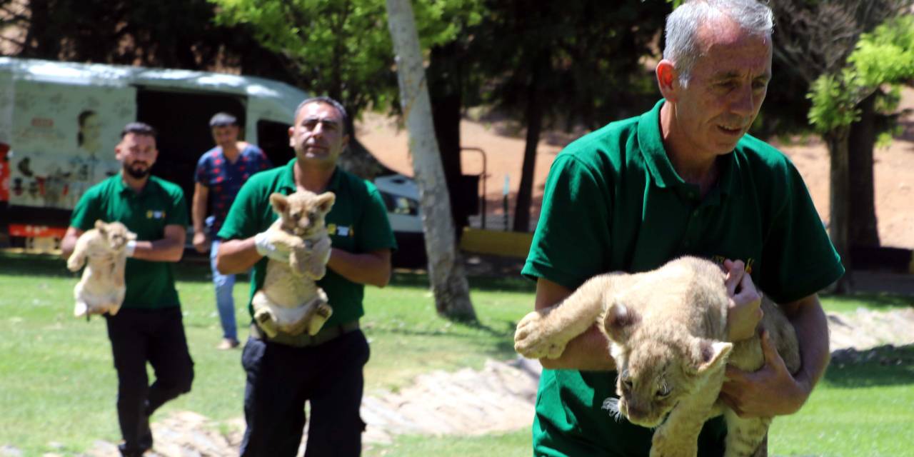 Erdoğan'a hediye edilen aslanlar doğurdu: İsimlerini anket sonucu belirleyecek