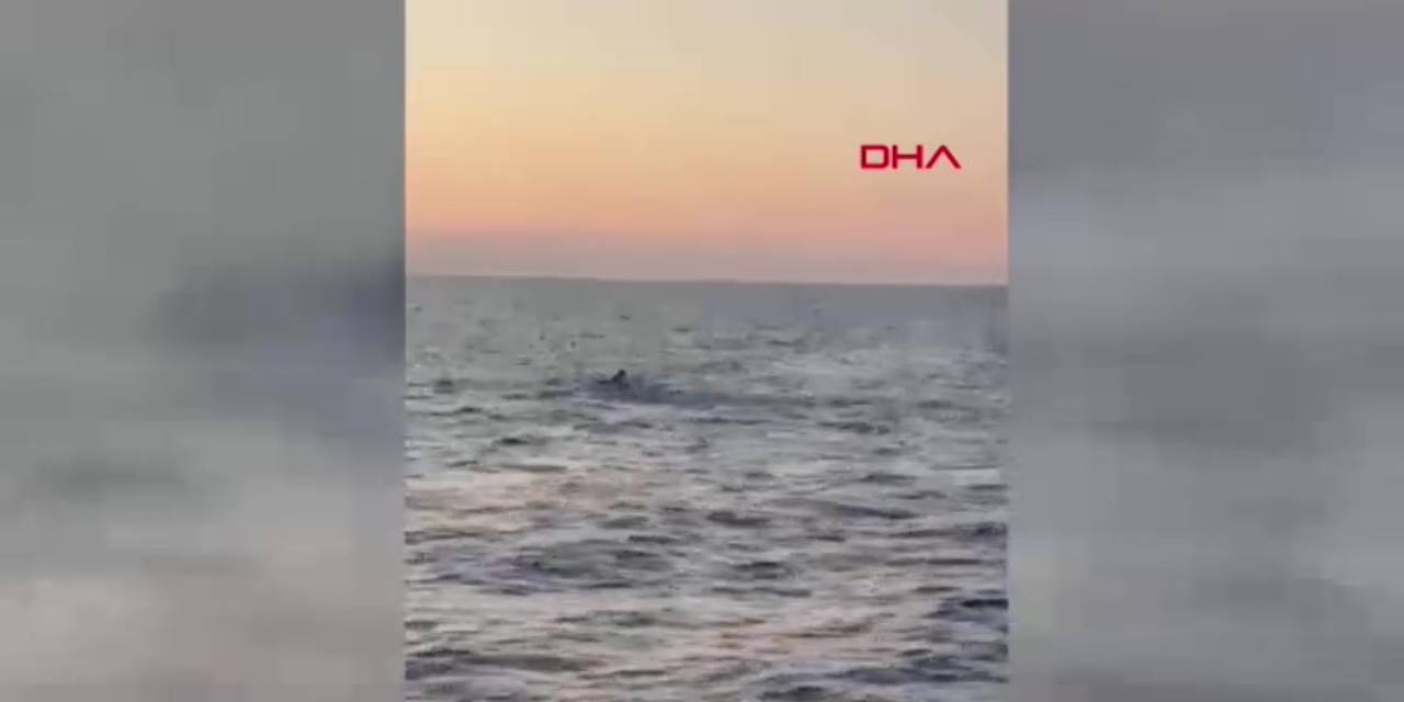 Balinayı görünce telefonlarına sarıldılar