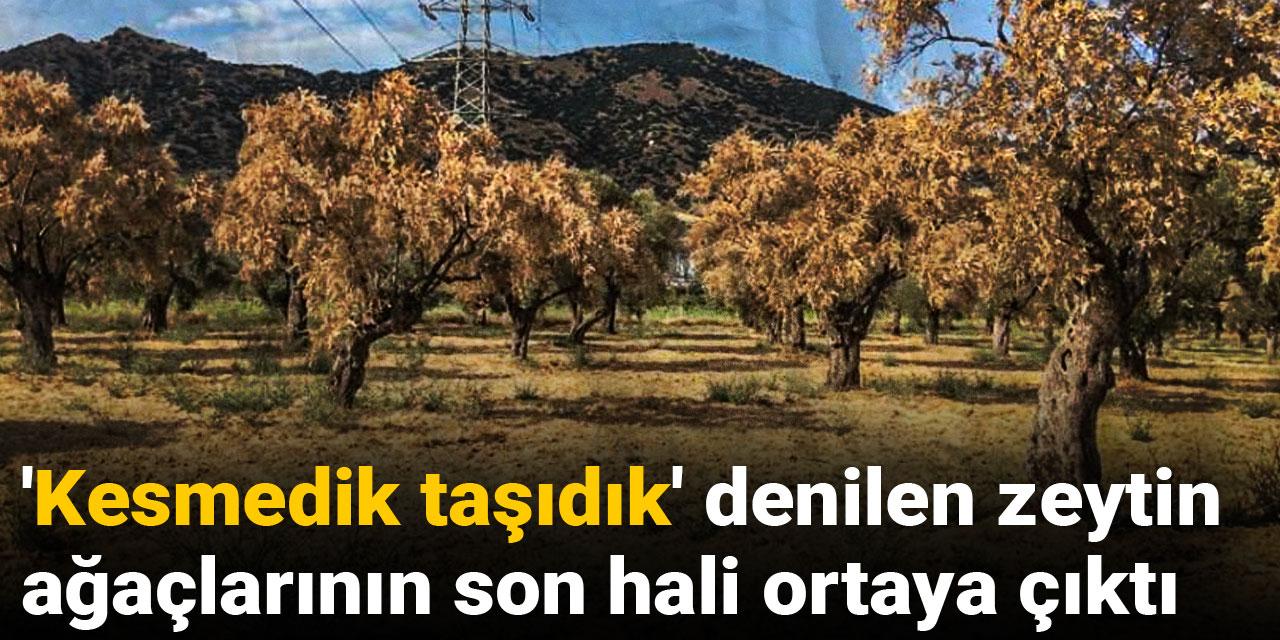 'Kesmedik taşıdık' denilen zeytin ağaçlarının son hali ortaya çıktı