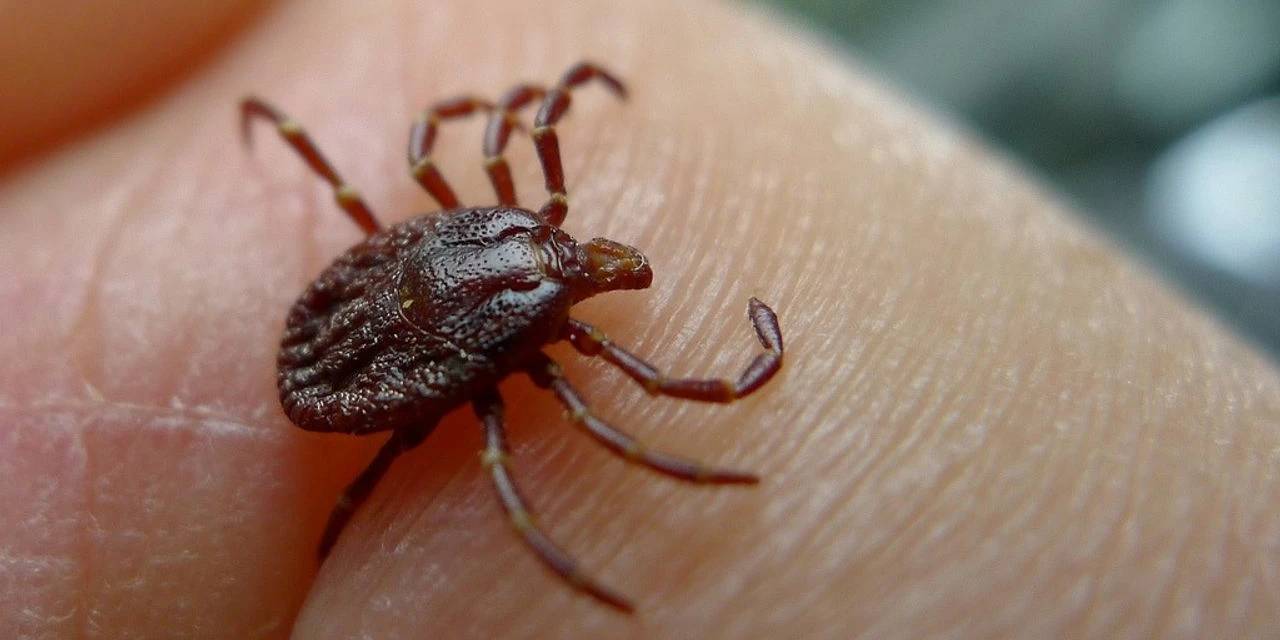 Profesör uyardı: Vücudunuzda kene varsa ne yapmalısınız?