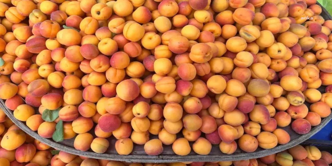 Ticaret Bakanlığı araştırıyor: Kayısı Iğdır'da 1 İstanbul'da 120 lira mı?