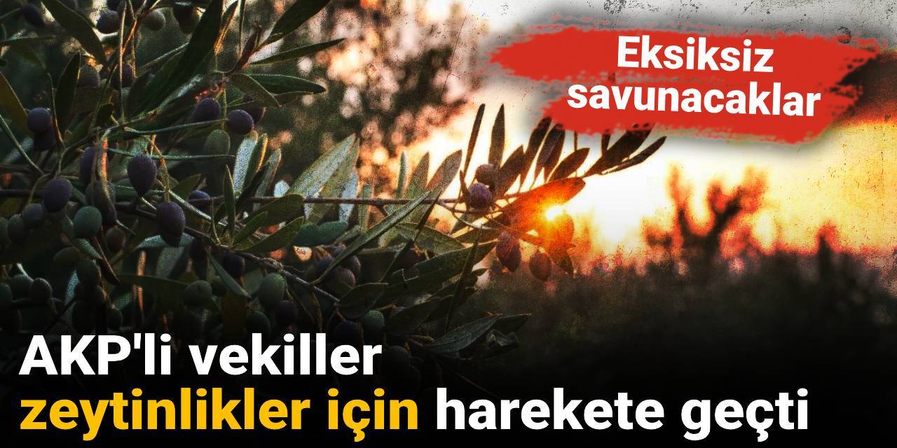 AKP'li vekiller zeytinlikler için harekete geçti: Eksiksiz savunacaklar