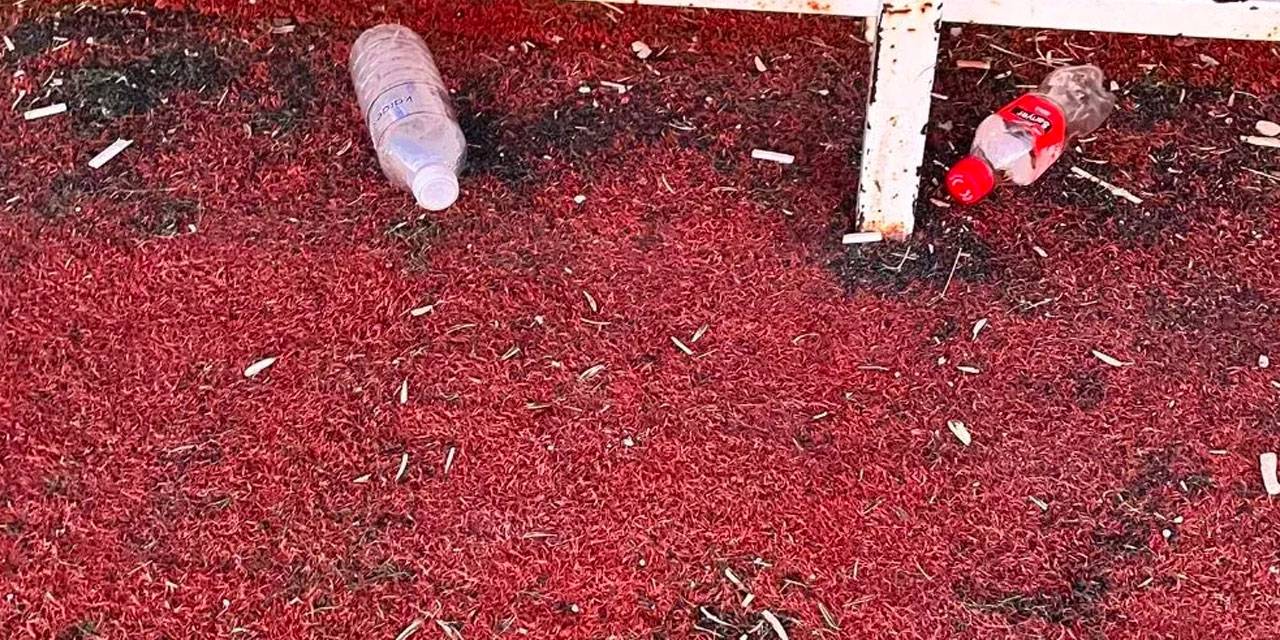 Stadın çevresini çöplüğe çevirdiler