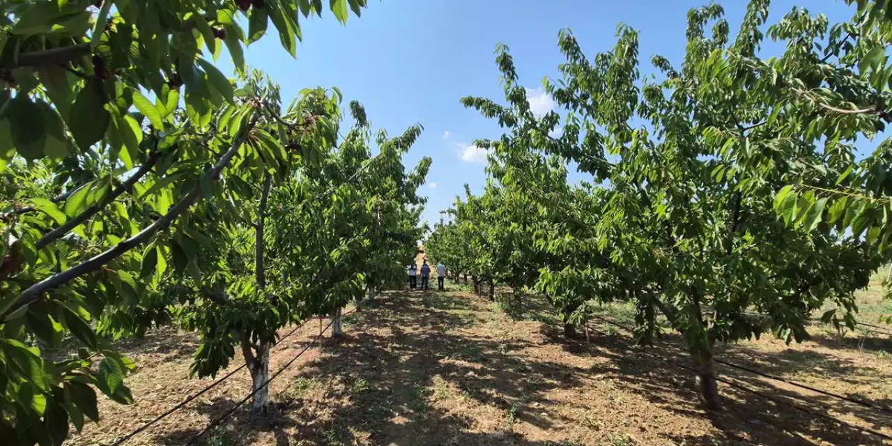 Fidelerini 6 yıl önce dikmişti: İlk hasadı yaptı, 20 ton rekolte bekliyor