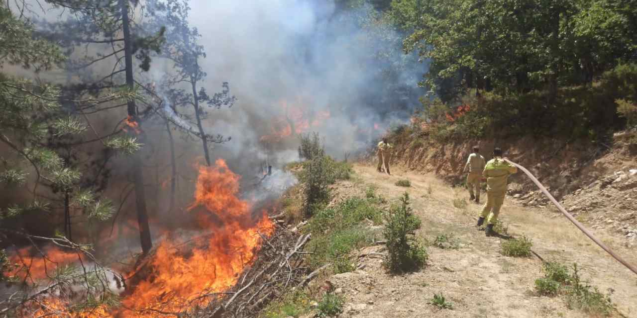 Bursa'da iki noktada orman yangını!