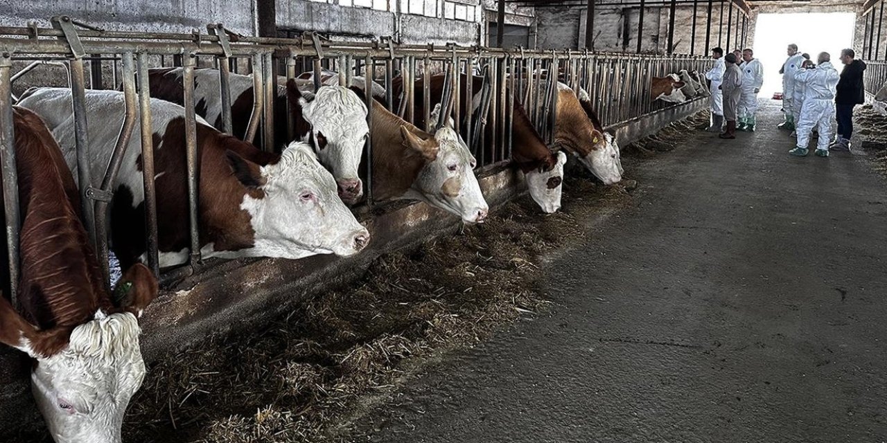 CHP'li Adem'den Tarım ve Orman Bakanlığı'na 'şap' soruları