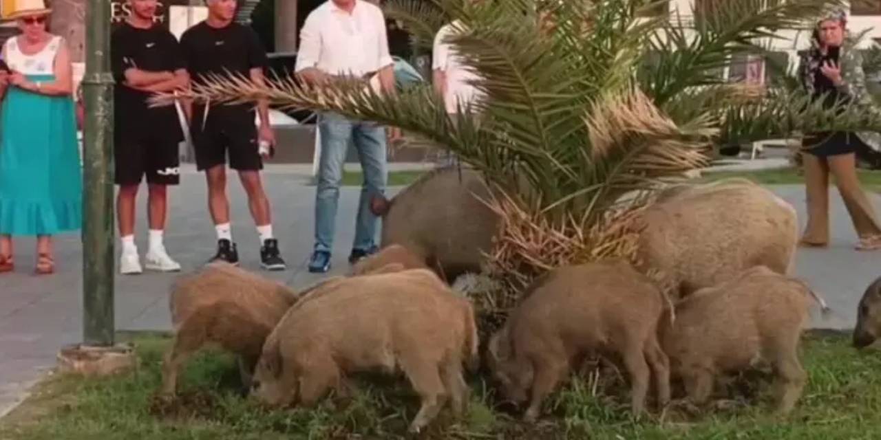 Aç kalan yaban domuzu sürüsü ilçe merkezinde yemek aradı
