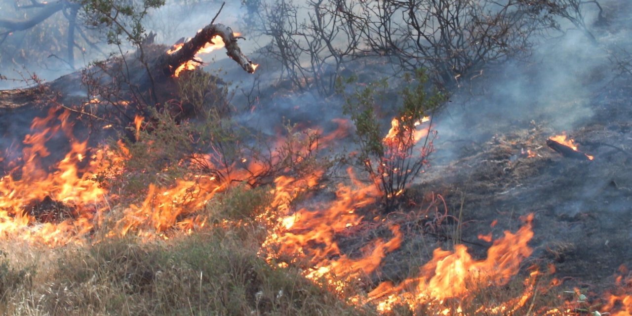 Balıkesir’deki orman yangınından sevindiren haber