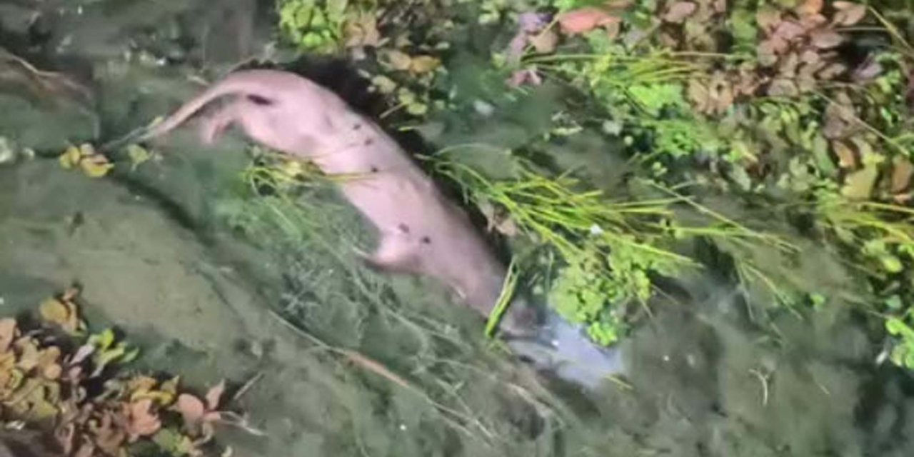 Kırmızı listede yer alıyordu! Muğla'da ortaya çıktı