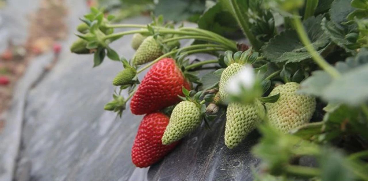 Isparta'nın  yaylalarında çilek hasadı