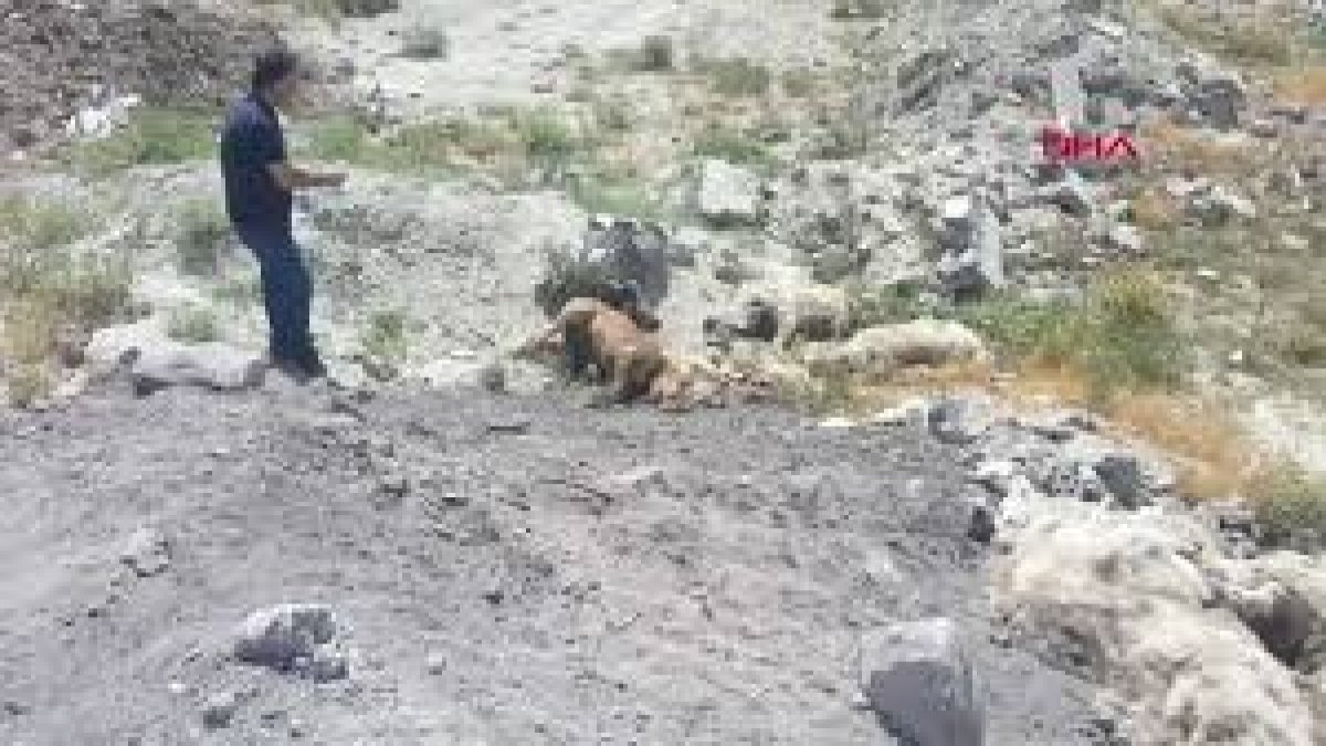 Konya'da köpek katliamı! 15 köpek ölü bulundu