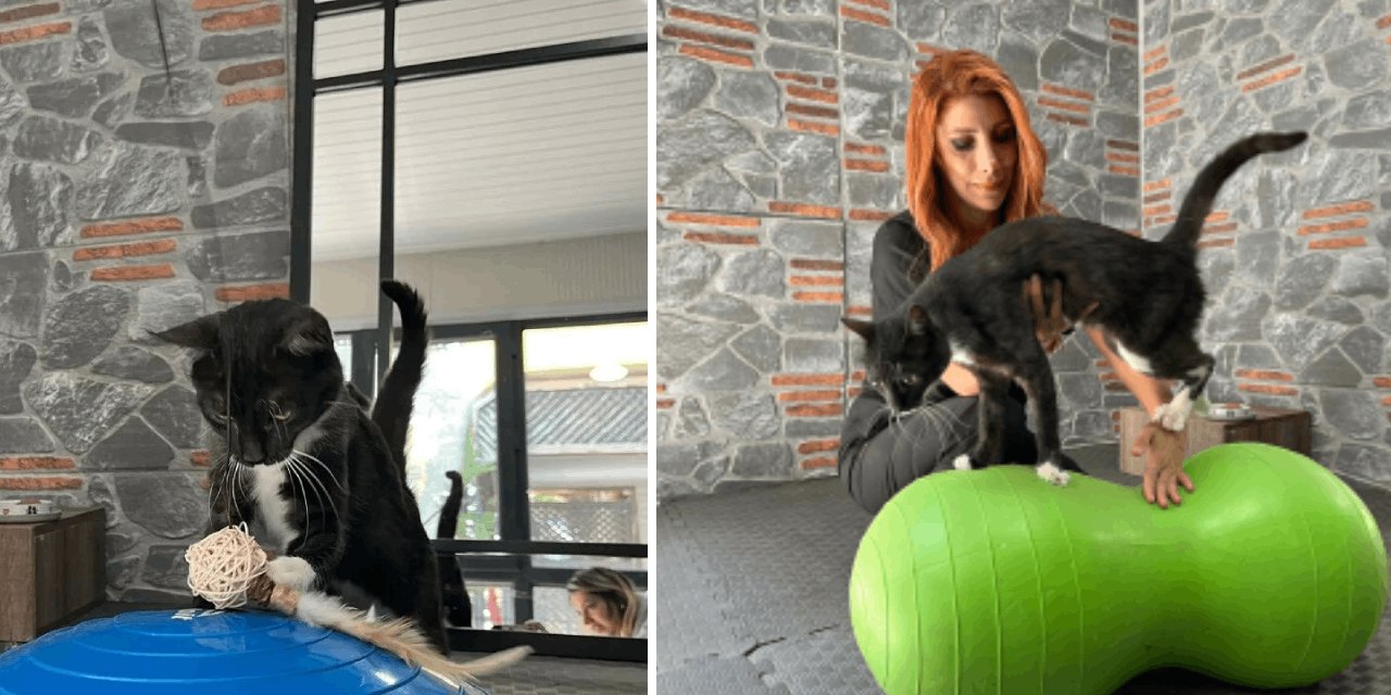 Kaçan sürücüye rağmen ‘Hamsi’ yaşama tutundu