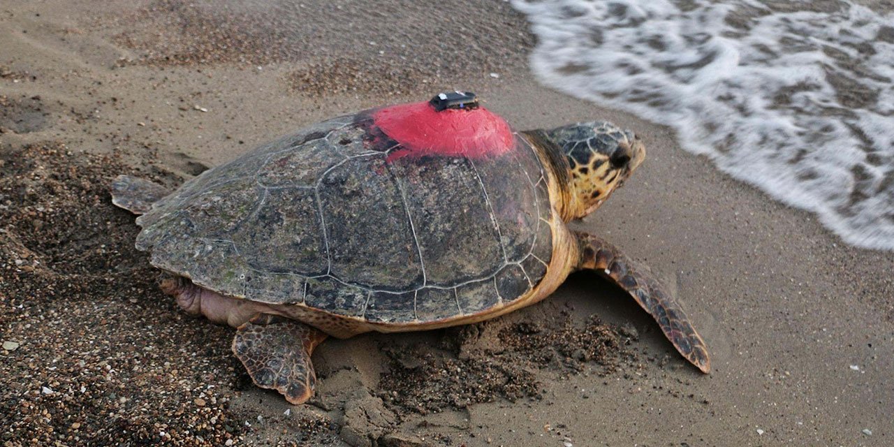 Sinyali kesilen caretta 'Tuba' yuvalama için geldi