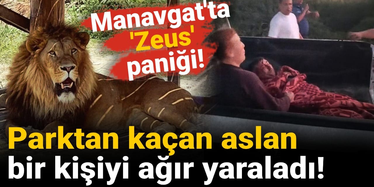 Antalya'da kafesinden kaçan aslan yakalandı! Bir kişiyi ağır yaraladı